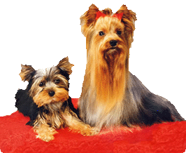 YORKSHIRE TERRIER MUTTER UND BABY